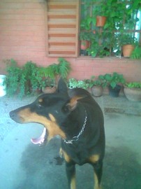 TOFI